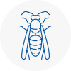 Braintree Wasp Nest Removal